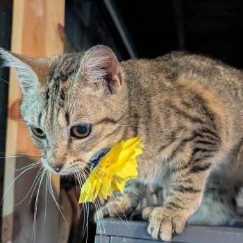 Catrina -  Domestic Short Hair Cat for Adoption in Johnstown, Pennsylvania - Catrina | PetCurious