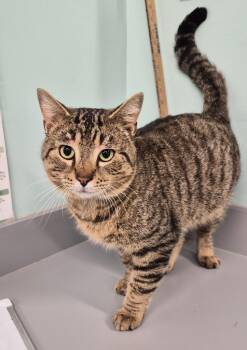 Domestic Short Hair Cats Available for Adoption - Hot Pot | PetCurious