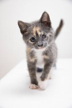 Domestic Short Hair Cats Available for Adoption in Montclair, New Jersey - Dani | PetCurious