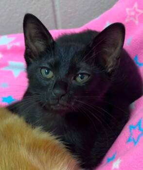 Ameowgo -  Domestic Short Hair Cat for Adoption in Chattanooga, Tennessee - Ameowgo | PetCurious