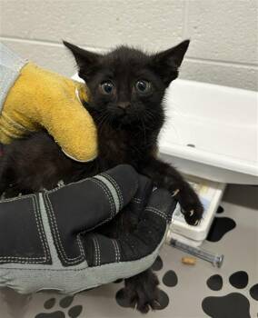 JACE -  Domestic Short Hair Cat for Adoption in Derwood, Maryland - JACE | PetCurious