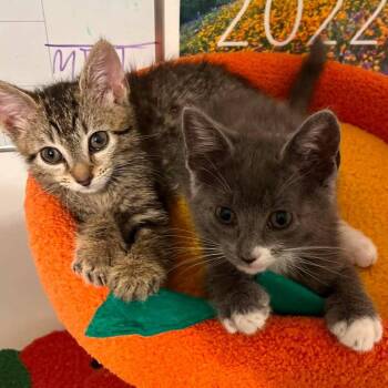 Rigatoni -  Domestic Short Hair Cat for Adoption in Milton, Georgia - Rigatoni | PetCurious