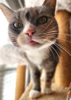 Rescue Domestic Short Hair Cats for Adoption in Greensboro, Georgia - Lila - Athens Ga - COURTESY POST | PetCurious