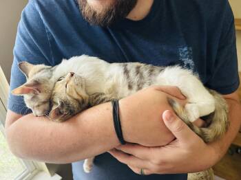 Spinach & Poblano -  Calico and Dilute Tortoiseshell Cat for Adoption in Mooresville, North Carolina - Spinach & Poblano | PetCurious