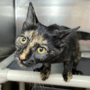 Marshmallow -  Domestic Short Hair Cat for Adoption in Roanoke, Virginia - Marshmallow | PetCurious