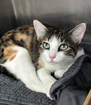 Electric Jellyfish -  Domestic Short Hair Cat for Adoption in Austin, Texas - Electric Jellyfish | PetCurious