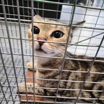 Mom -  Domestic Short Hair Cat for Adoption in Montgomery, Alabama - Mom | PetCurious