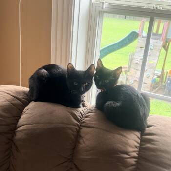 Tito & Carlo (bonded pair) -  Domestic Short Hair Cat for Adoption in Nashville, Tennessee - Tito & Carlo (bonded Pair) | PetCurious