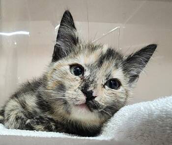 Sova -  Domestic Short Hair Cat for Adoption in Cottonwood, Arizona - Sova | PetCurious