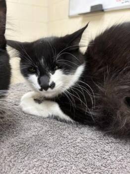 Askher -  Domestic Medium Hair and Domestic Short Hair Cat for Adoption in Westland, Michigan - Askher | PetCurious