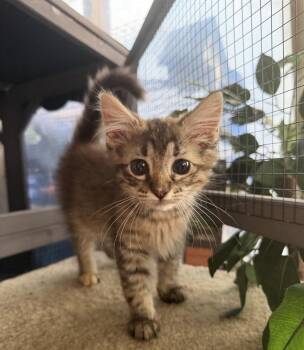 Isabelle -  Domestic Short Hair Cat for Adoption in Salisbury, North Carolina - Isabelle | PetCurious