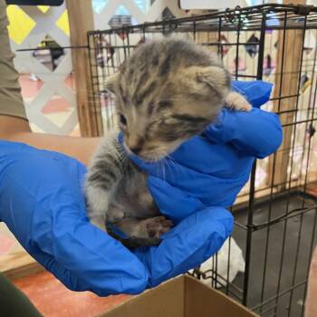 QUINCY (COH-A-67189) -  Domestic Short Hair Cat for Adoption in Volcano, Hawaii - QUINCY (COH-A-67189) | PetCurious