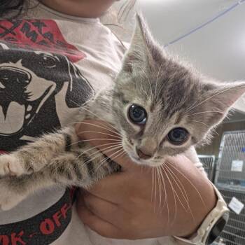 Road -  Domestic Short Hair Cat for Adoption in Leander, Texas - Road | PetCurious