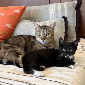 Garden & Ladybug -  Tuxedo Cat for Adoption in Montclair, New Jersey - Garden & Ladybug | PetCurious