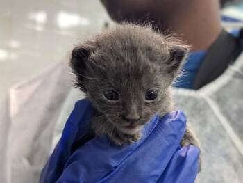 Domestic Short Hair Cats Available for Adoption in Dallas, Texas - PANCAKE | PetCurious