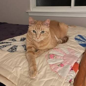 Tabby Cats Available for Adoption in Maple Shade, New Jersey - Tug | PetCurious