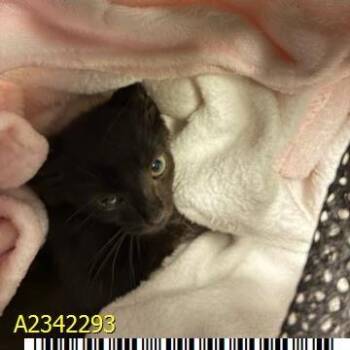 Ferguson -  Domestic Short Hair Cat for Adoption in West Palm Beach, Florida - Ferguson | PetCurious