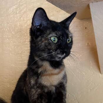 Confetti -  Domestic Short Hair Cat for Adoption in Kennebunk, Maine - Confetti | PetCurious