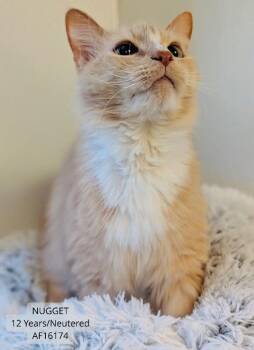 Nugget -  Domestic Medium Hair Cat for Adoption - Nugget | PetCurious
