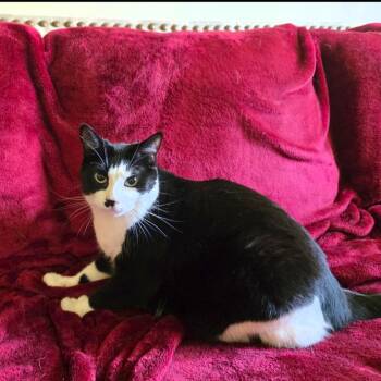 Ms. Moo -  Domestic Short Hair Cat for Adoption in Huntsville, Alabama - Ms. Moo | PetCurious