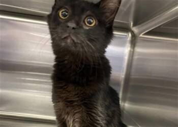 DEJA -  Domestic Long Hair Cat for Adoption in Rancho Cucamonga, California - DEJA | PetCurious
