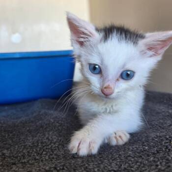 Pinkie -  Domestic Short Hair Cat for Adoption in Los Angeles, California - Pinkie | PetCurious