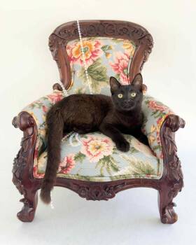 Rescue Domestic Short Hair Cats for Adoption in Nacogdoches, Texas - JUDGE JUDY | PetCurious