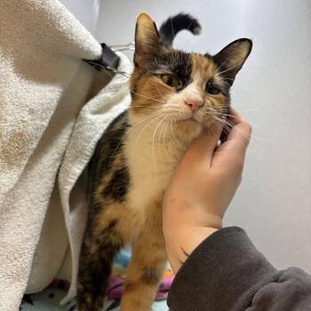 Domestic Short Hair Cats Available for Adoption in Pittsburgh, Pennsylvania - Shiesty | PetCurious