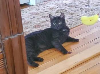 Domestic Short Hair Cats Available for Adoption in Montreal, Quebec - Amar | PetCurious