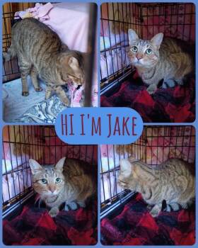 Domestic Short Hair Cats Available for Adoption in Liberty, New York - Jake | PetCurious