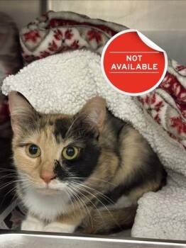 Mercedes -  Domestic Long Hair and Domestic Short Hair Cat for Adoption in Lowell, Massachusetts - Mercedes | PetCurious