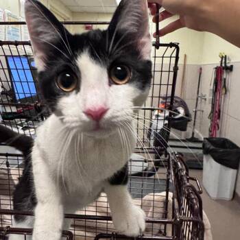 Connor -  Domestic Short Hair Cat for Adoption in Chicago, Illinois - Connor | PetCurious
