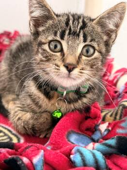 Adella -  Domestic Short Hair Cat for Adoption in Stafford, Virginia - Adella | PetCurious