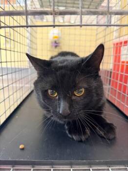 BUZZ -  Domestic Short Hair Cat for Adoption in Fort Myers, Florida - BUZZ | PetCurious