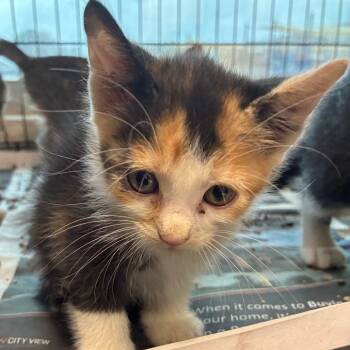 Rescue Domestic Short Hair Cats for Adoption in San Antonio, Texas - Nala | PetCurious