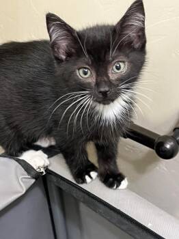 Cookie Monster -  Domestic Short Hair Cat for Adoption in Salinas, California - Cookie Monster | PetCurious