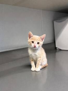 Dusty Rhodes -  Domestic Short Hair Cat for Adoption in Orland Hills, Illinois - Dusty Rhodes | PetCurious