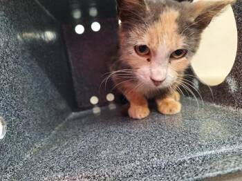 Domestic Short Hair Cats Available for Adoption in Dallas, Texas - BOA | PetCurious