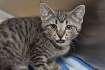 04572B Flip Flop -  Domestic Short Hair Cat for Adoption in North Charleston, South Carolina - 04572B Flip Flop | PetCurious