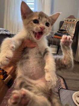 Miso -  Domestic Short Hair Cat Available for Adoption in New Orleans, Louisiana - Miso | PetCurious