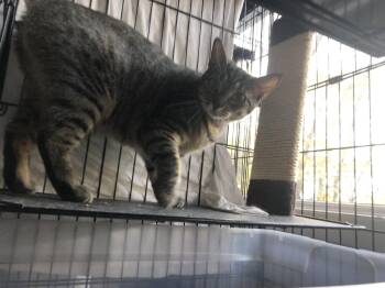 Luna 3542 -  Tabby Cat for Adoption in Locust Grove, Virginia - Luna 3542 | PetCurious