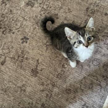 Birdie -  Domestic Short Hair Cat for Adoption in Brockport, New York - Birdie | PetCurious
