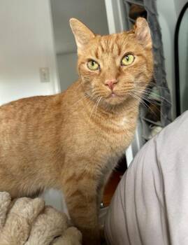 Kimchi -  Domestic Short Hair Cat Available for Adoption in Indianapolis, Indiana - Kimchi | PetCurious