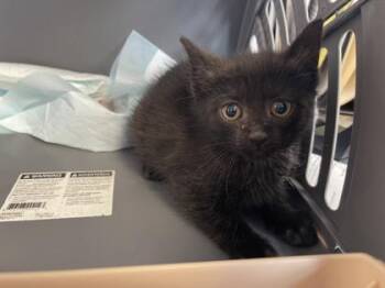 Domestic Short Hair Cats Available for Adoption in West Chester, Pennsylvania - Coco Puff | PetCurious