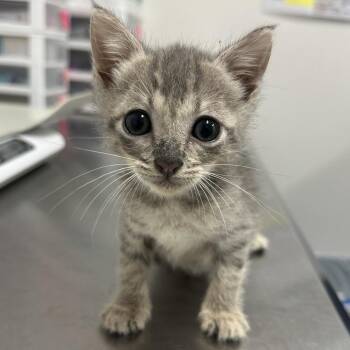 Jelly J2 -  Domestic Short Hair Cat for Adoption in Edinburg, Texas - Jelly J2 | PetCurious