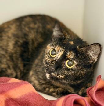 Domestic Short Hair Cats Available for Adoption in Columbia, Illinois - Tootsie | PetCurious