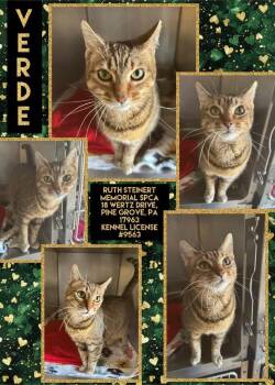 Verde -  Domestic Short Hair Cat for Adoption in Pine Grove, Pennsylvania - Verde | PetCurious