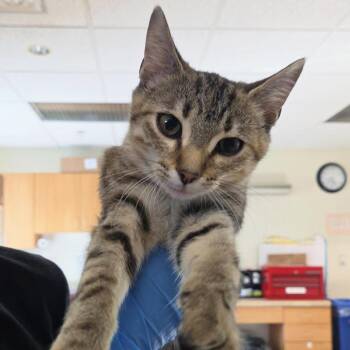 Persephone -  Domestic Short Hair Cat for Adoption in Plover, Wisconsin - Persephone | PetCurious