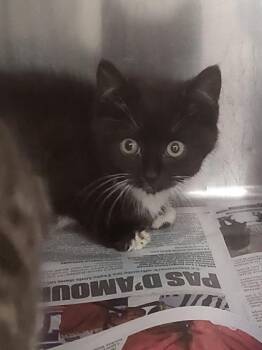 Carmilla -  Domestic Short Hair Cat Available for Adoption in Montreal, Quebec - Carmilla | PetCurious