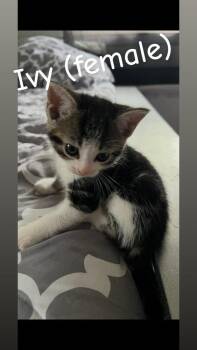 Ivy (Haycock 7 Litter) -  Domestic Short Hair Cat for Adoption in Telford, Pennsylvania - Ivy (Haycock 7 Litter) | PetCurious